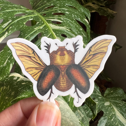 Rhino Beetle Vinyl Decal / Sticker