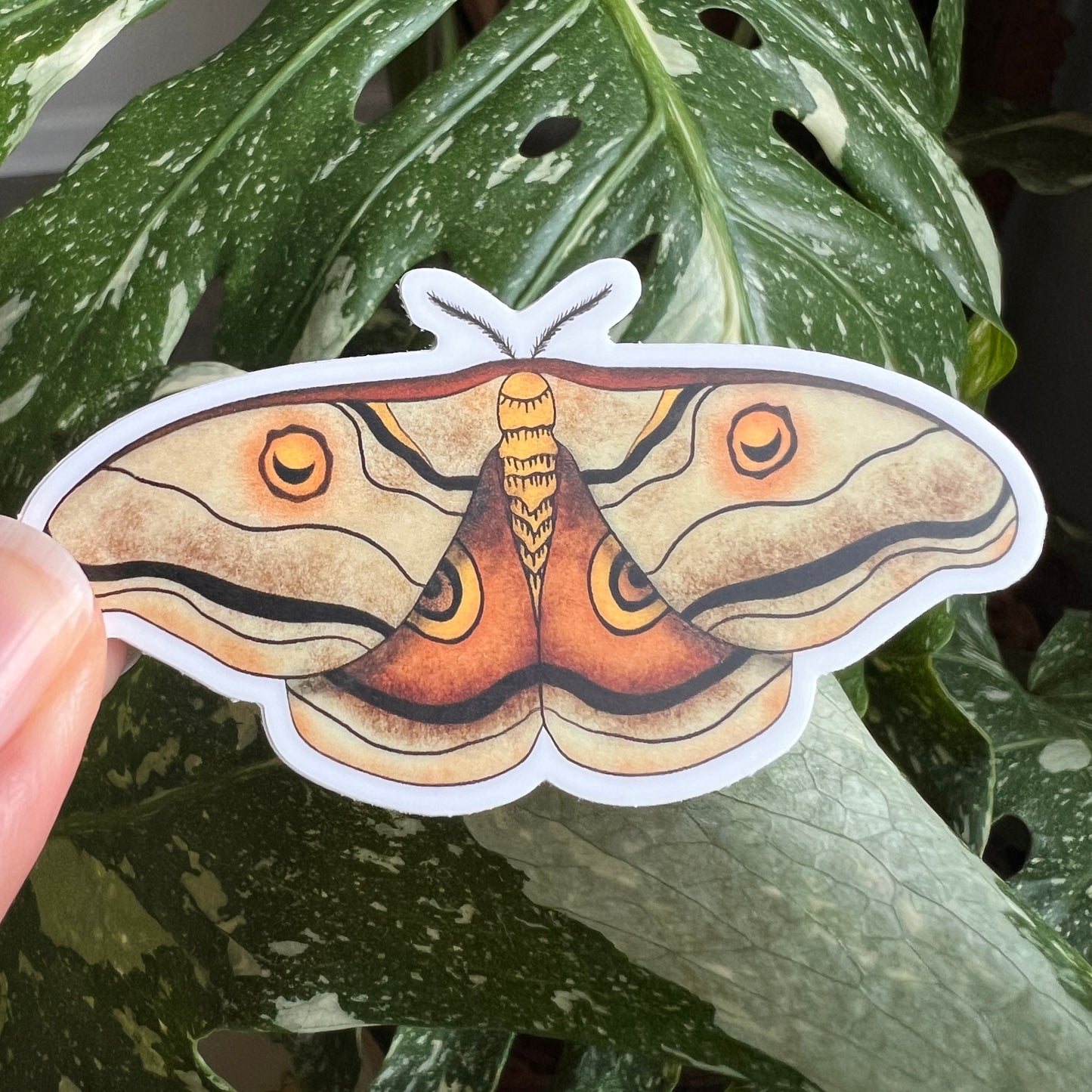 Moth Vinyl Sticker – Durable Waterproof Insect Decal for Laptops, Water Bottles, Journals & Nature Lovers