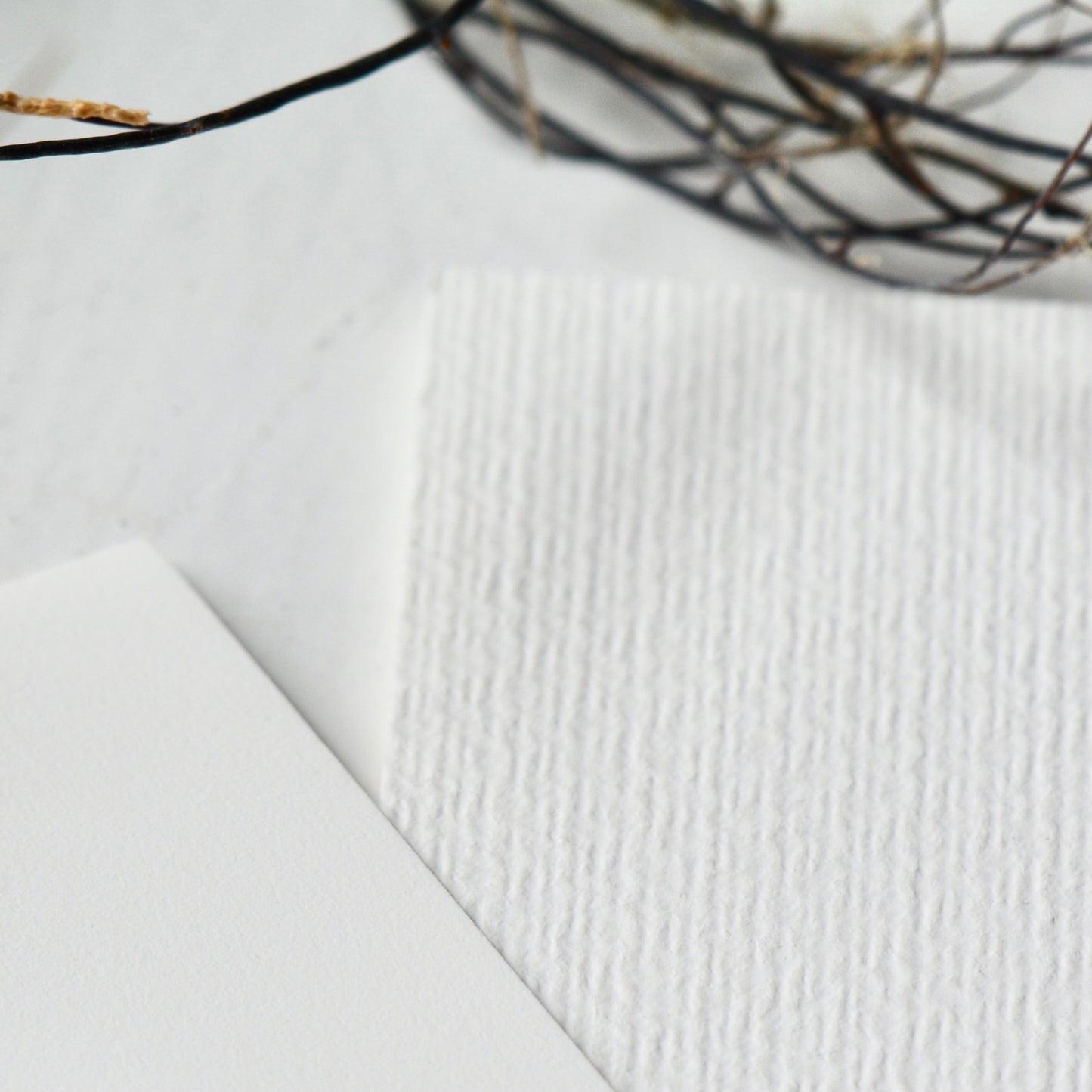 Sand Dollar No.1, Archival Print