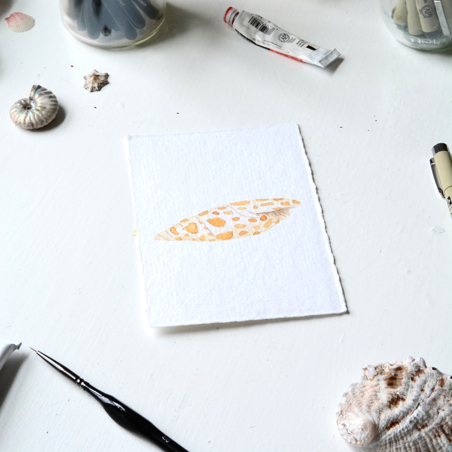 Episcopal Miter Shell, Orignal Watercolor Painting