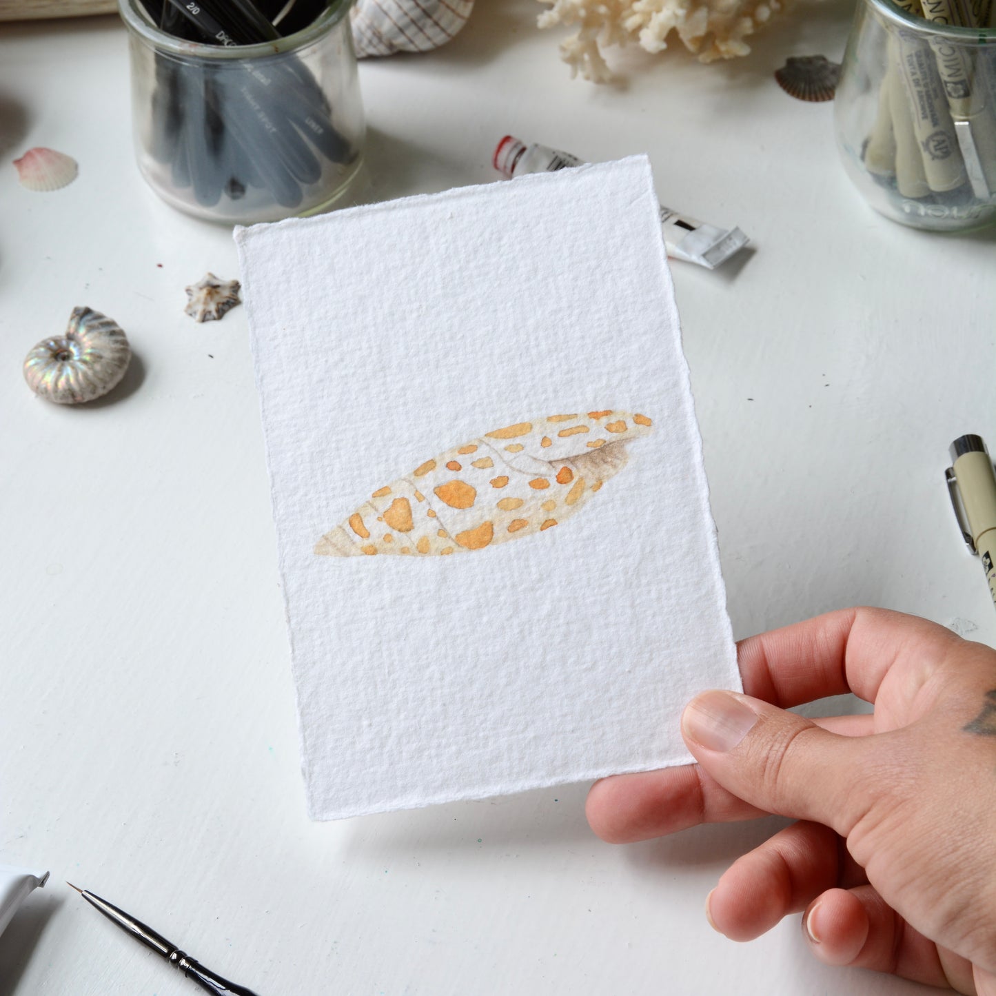 Episcopal Miter Shell, Orignal Watercolor Painting