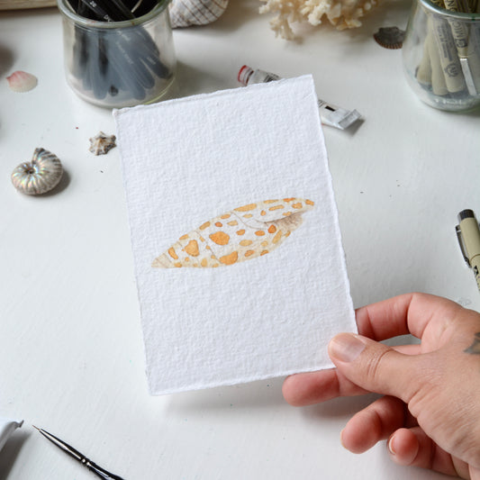 Episcopal Miter Shell, Orignal Watercolor Painting