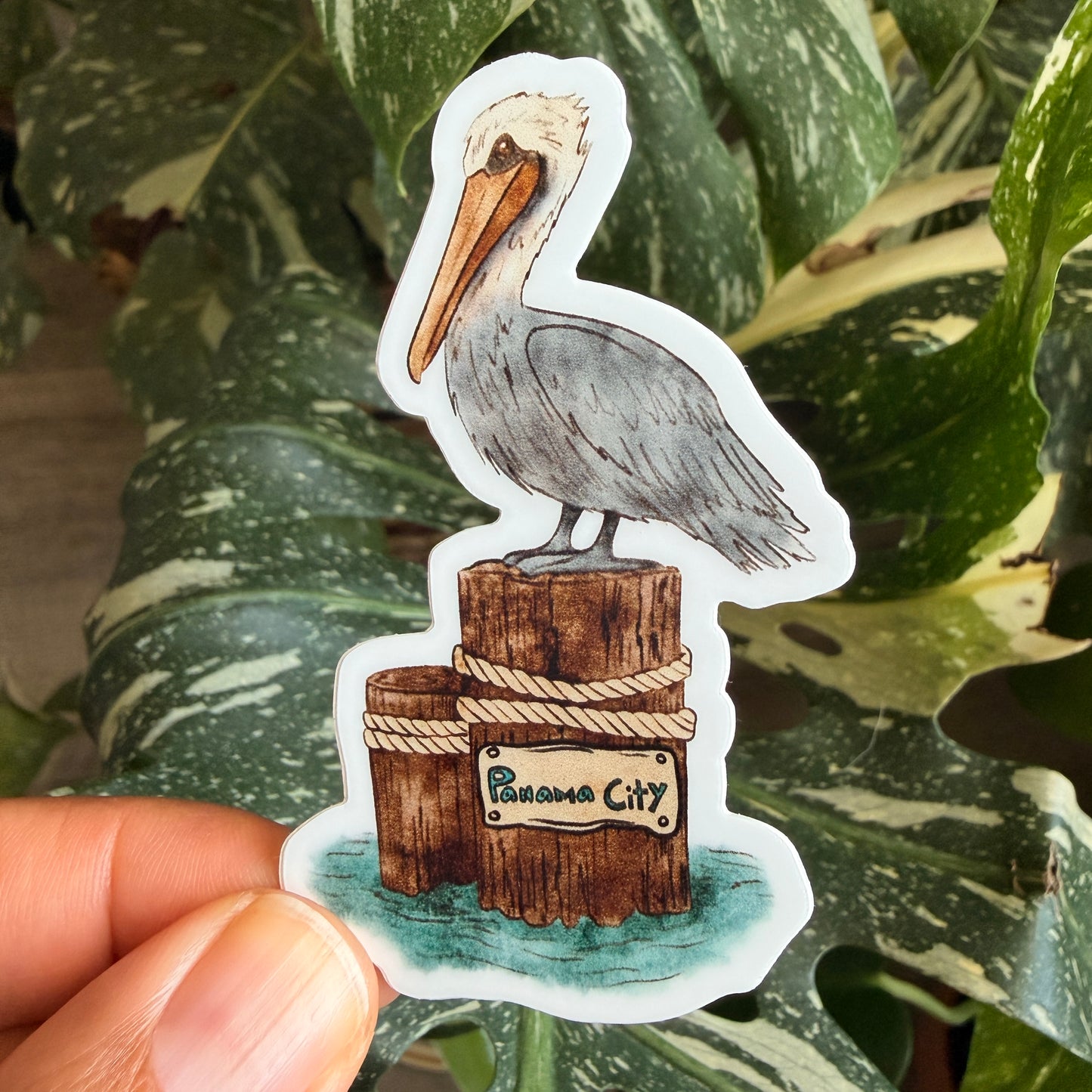 Panama City Pelican Vinyl Decal / Sticker