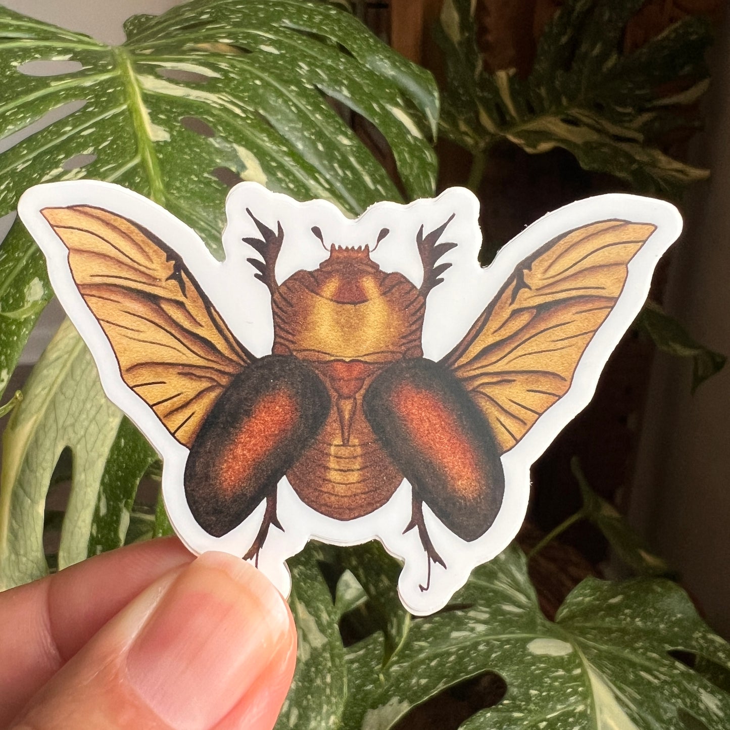 Rhino Beetle Vinyl Decal / Sticker